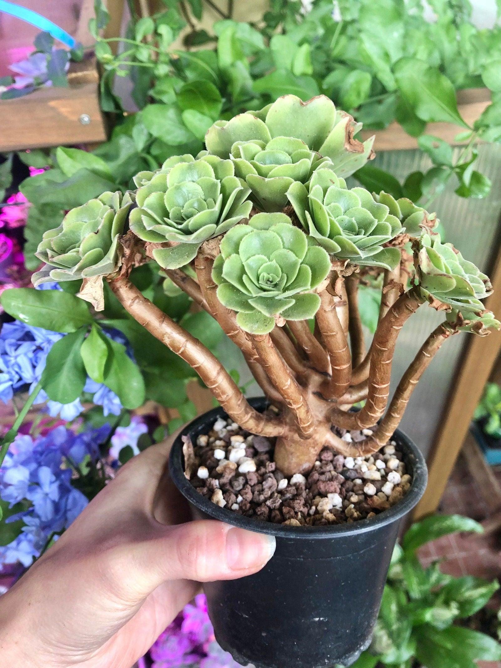 Aeonium canariense variegata - Image 3