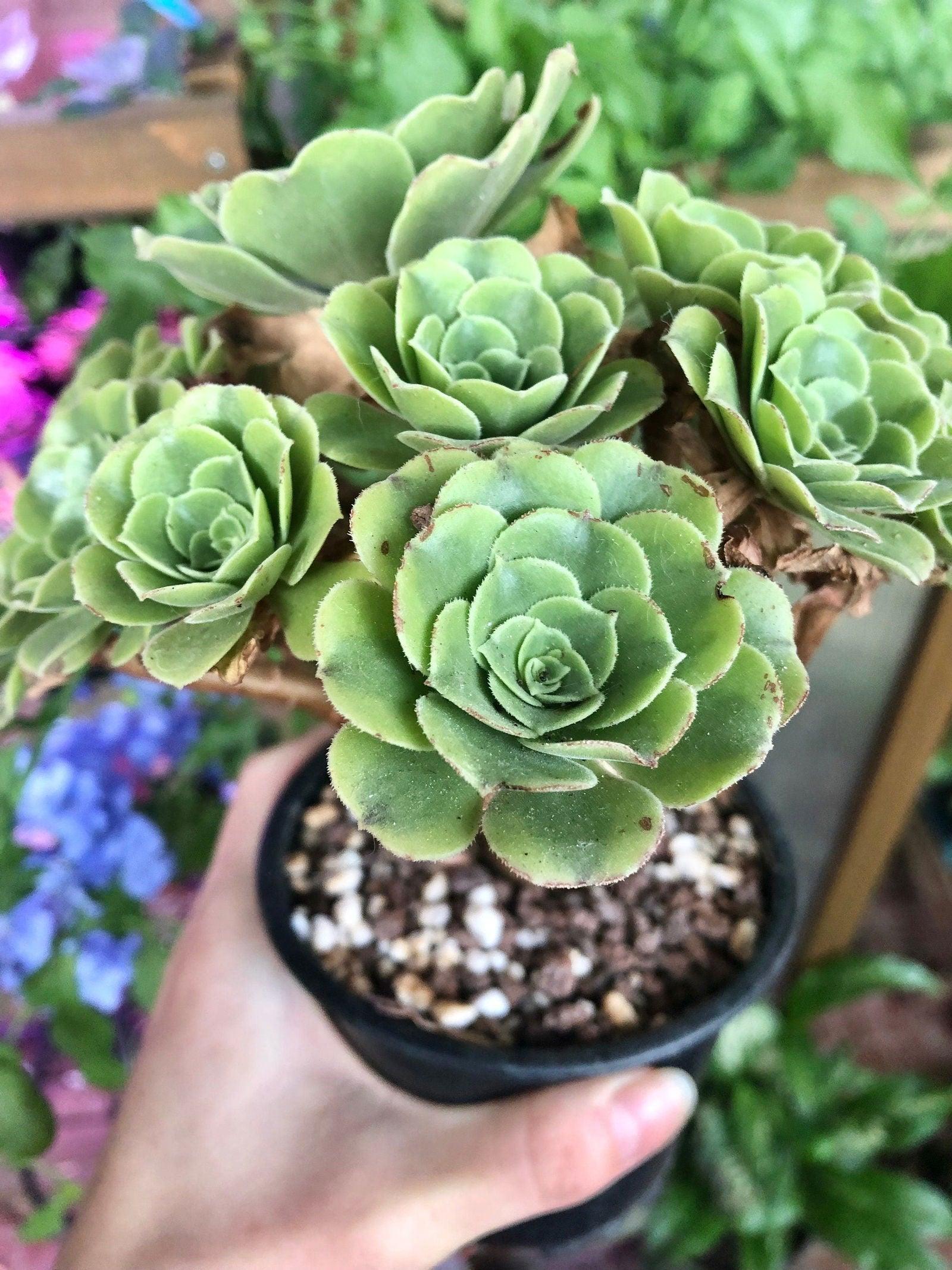 Aeonium canariense variegata - Image 4