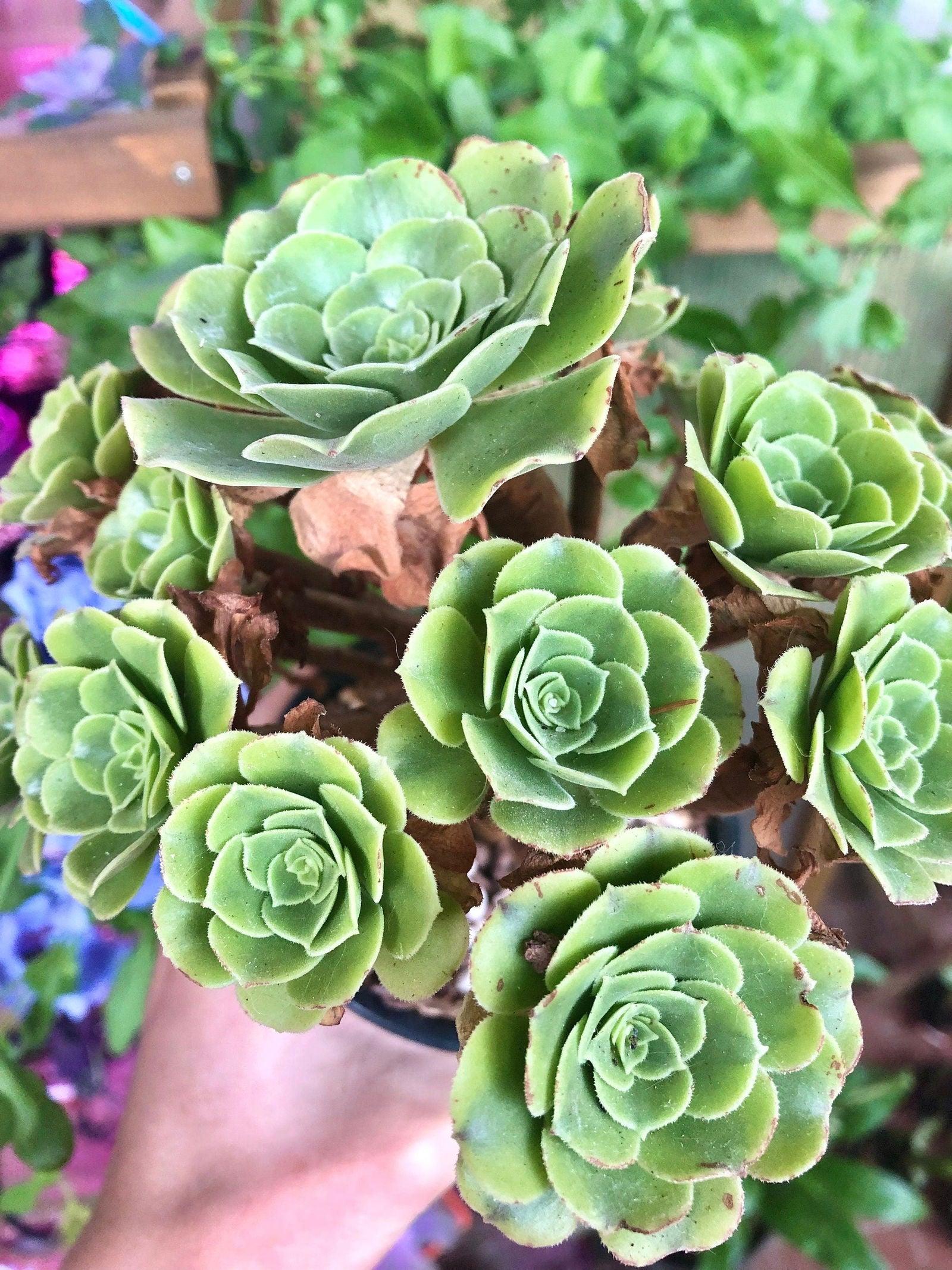 Aeonium canariense variegata - Image 5