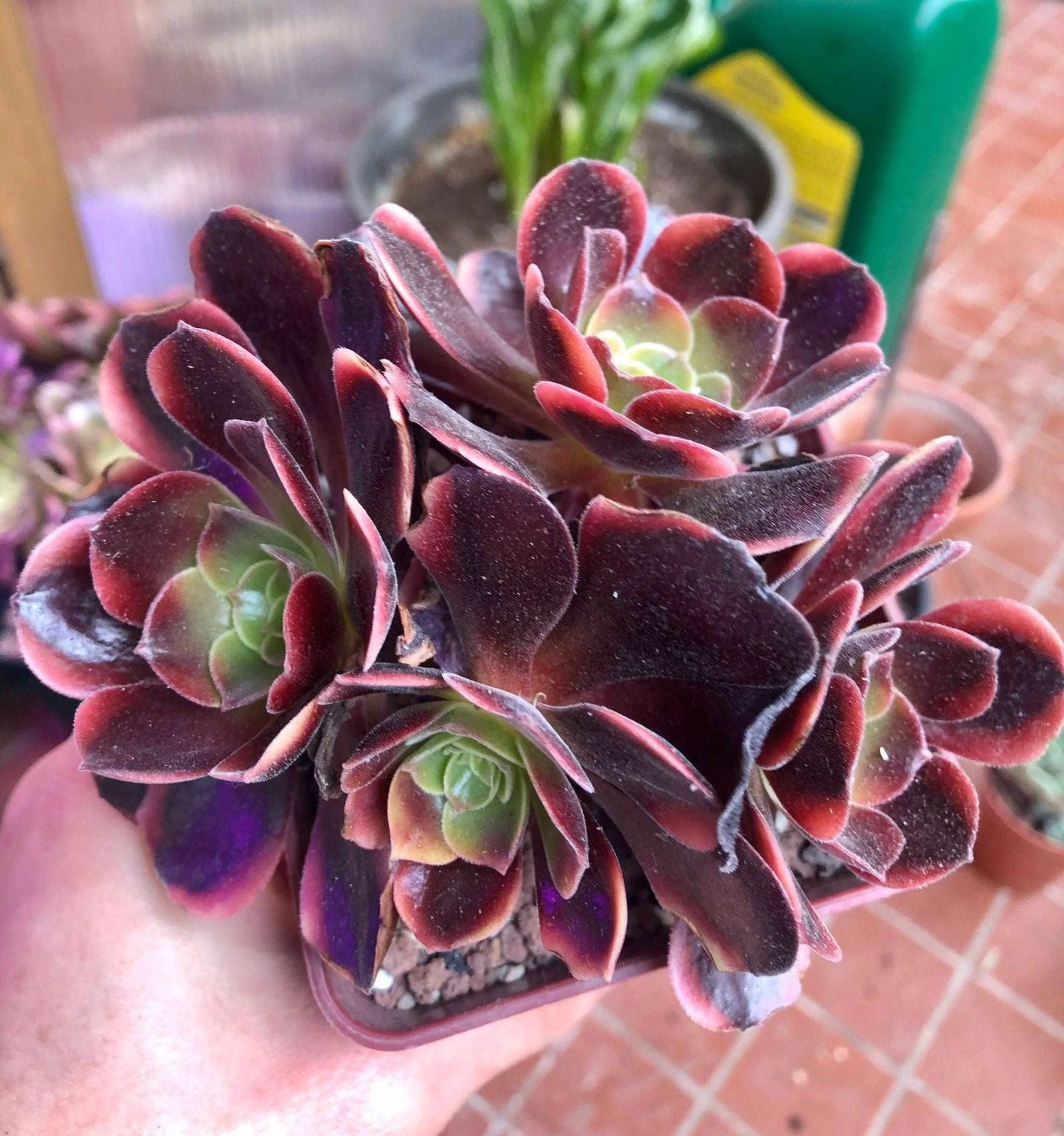Aeonium Super Bang - Image 3