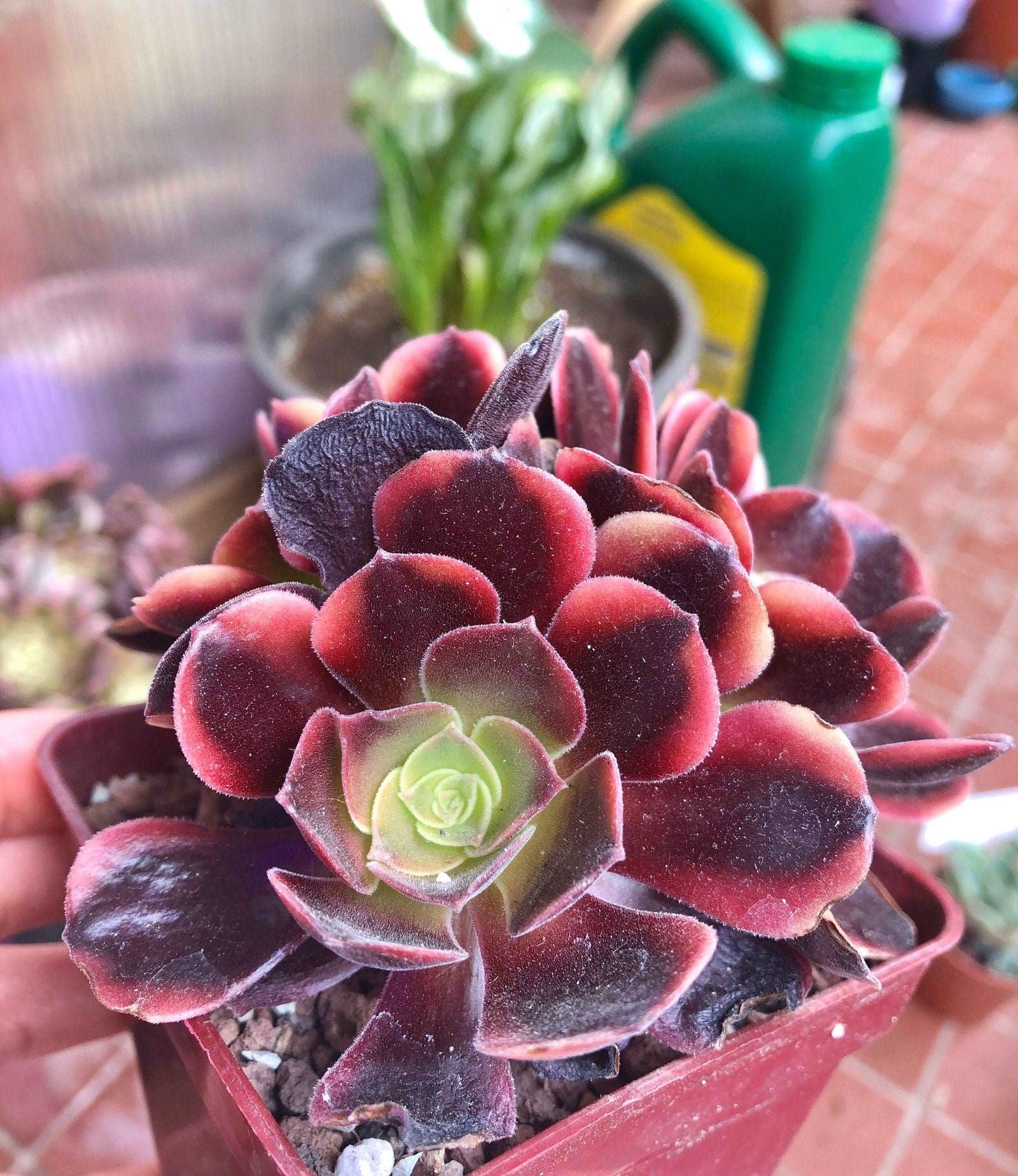 Aeonium Super Bang - Image 4