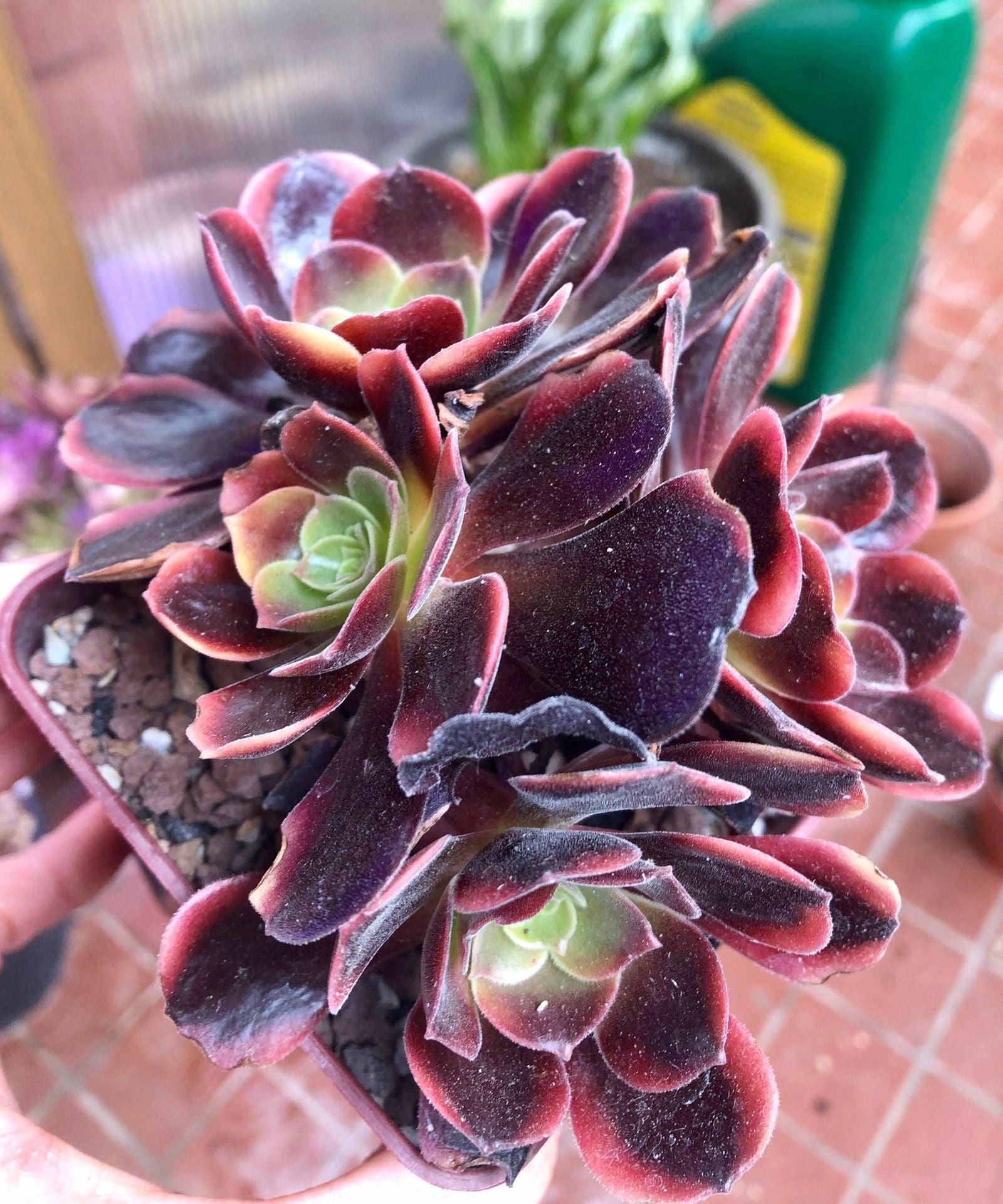 Aeonium Super Bang - Image 5