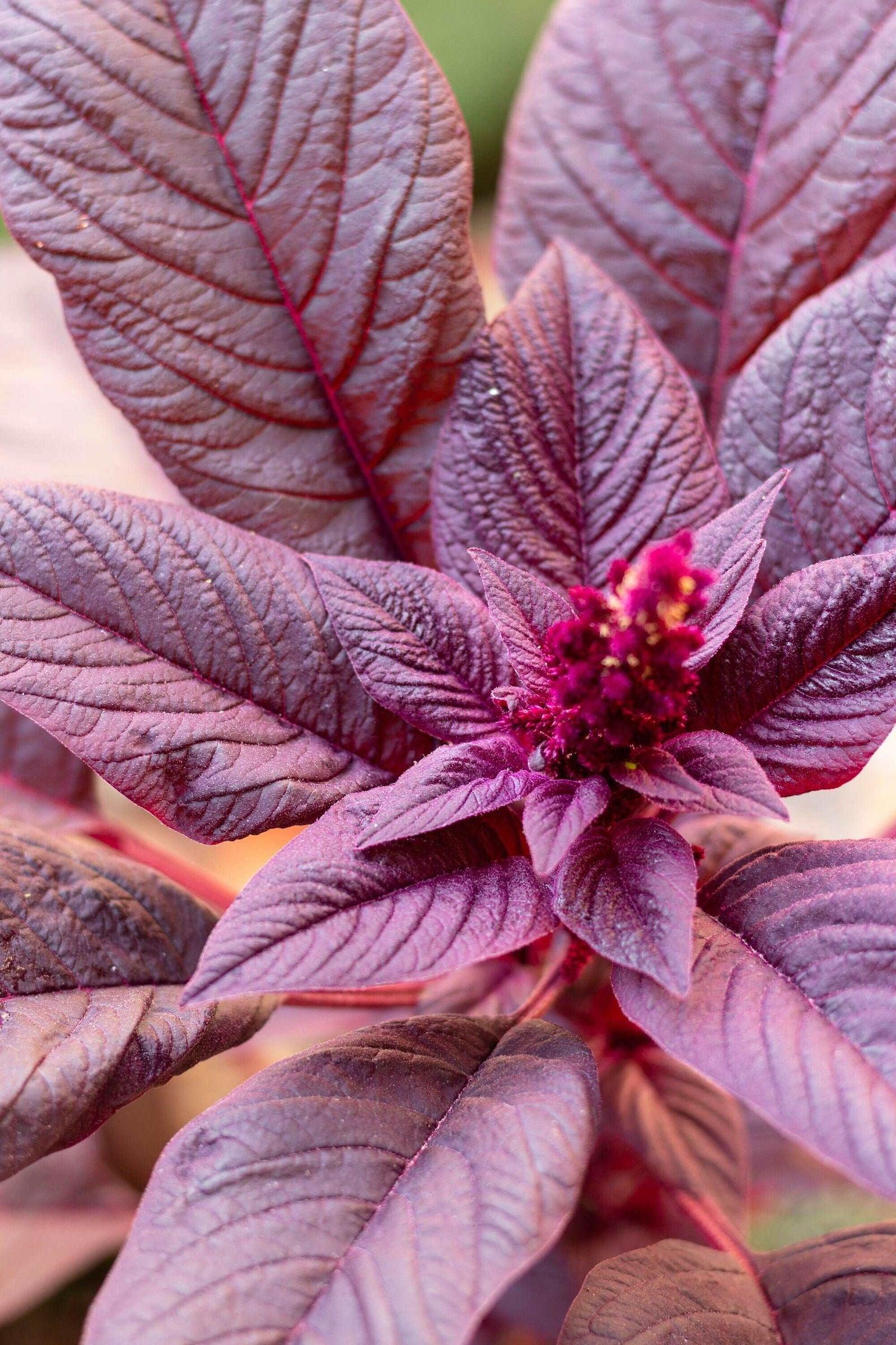Amaranthus cruentus 'Velvet Curtains' - Image 3