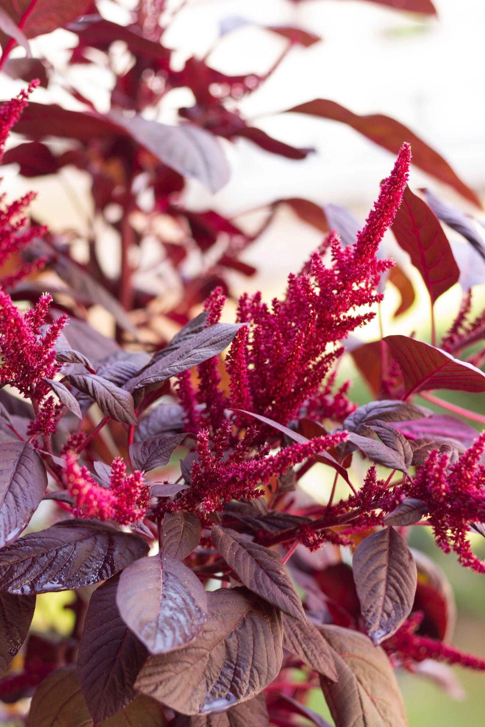 Amaranthus cruentus 'Velvet Curtains' - Image 4