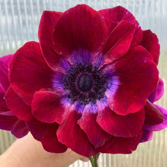 Anemone Carmel "Bordeaux"