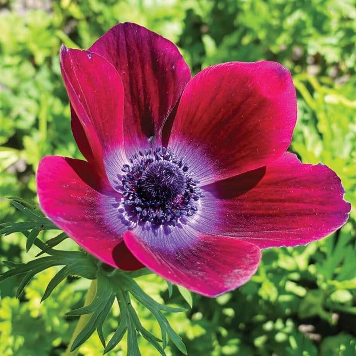 Anemone Carmel "Bordeaux" - Image 2