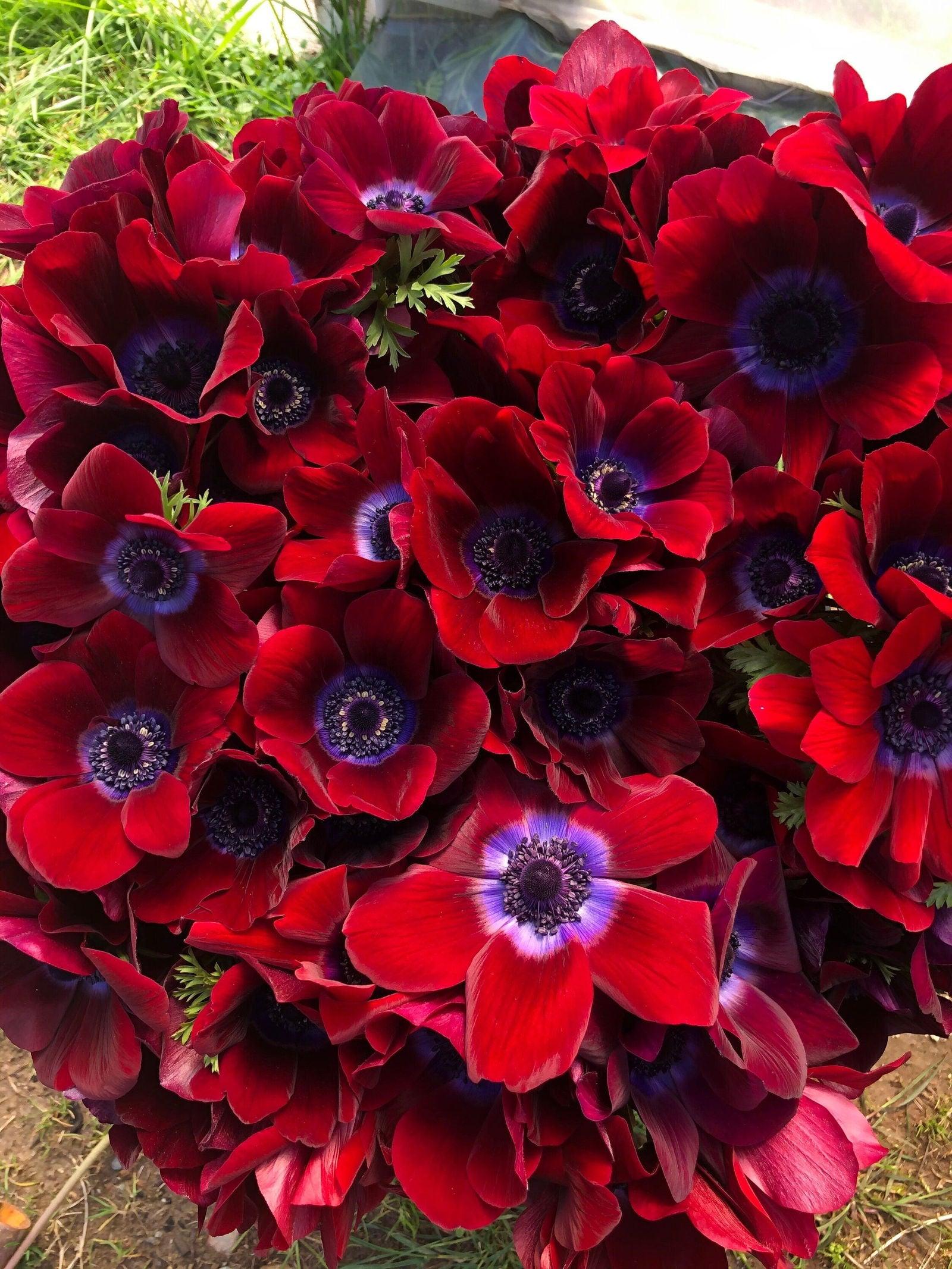 Anemone Carmel "Bordeaux" - Image 3