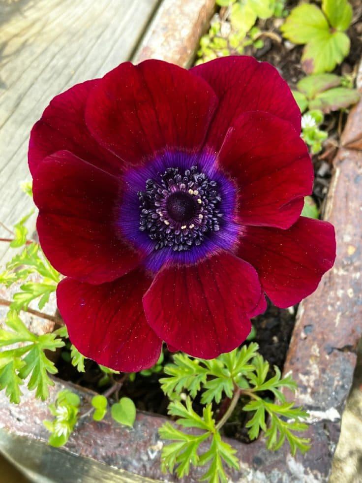 Anemone Carmel "Bordeaux" - Image 5