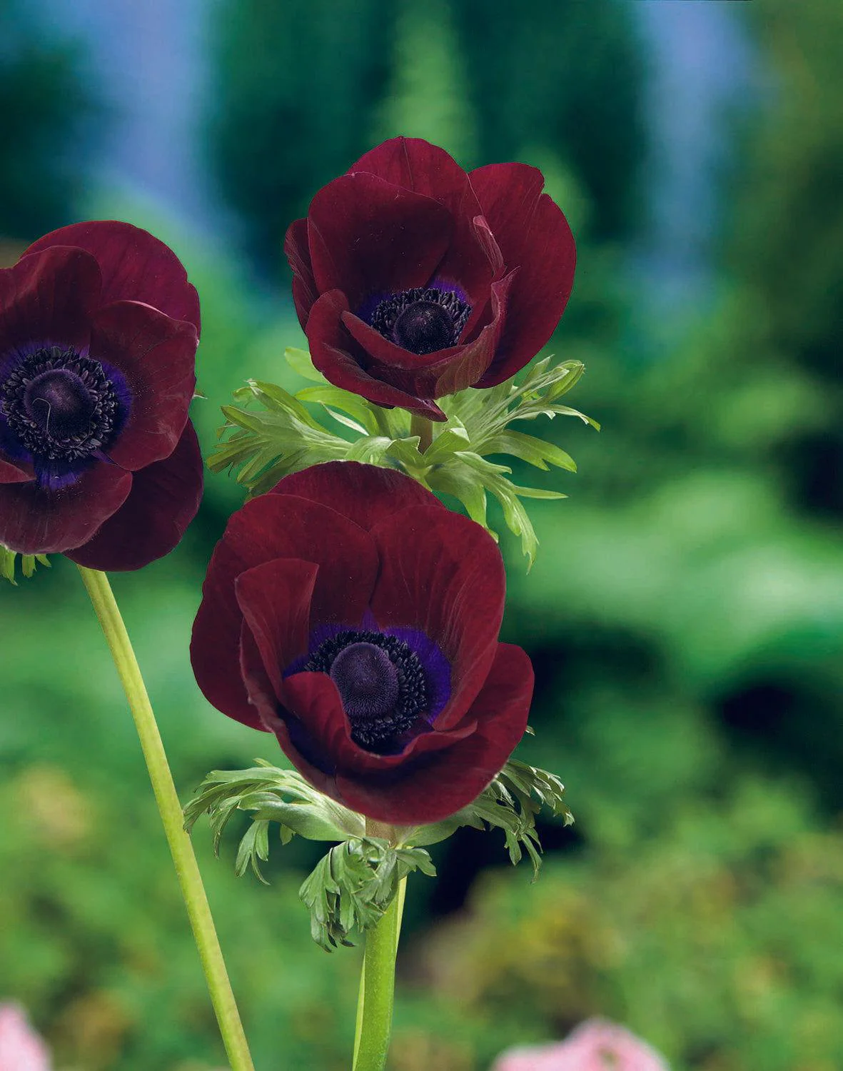 Anemone Carmel "Bordeaux" - Image 6