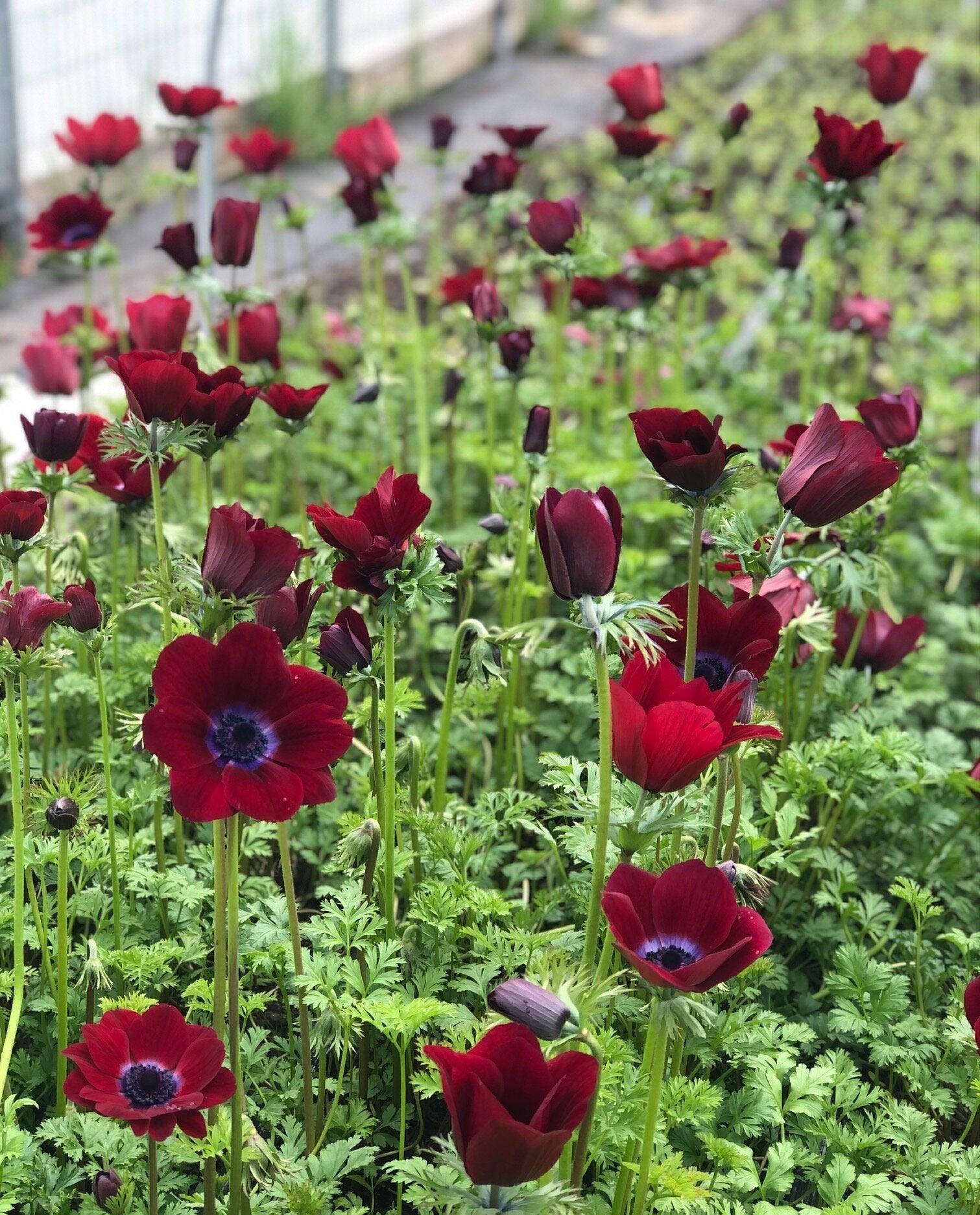Anemone Carmel "Bordeaux" - Image 7