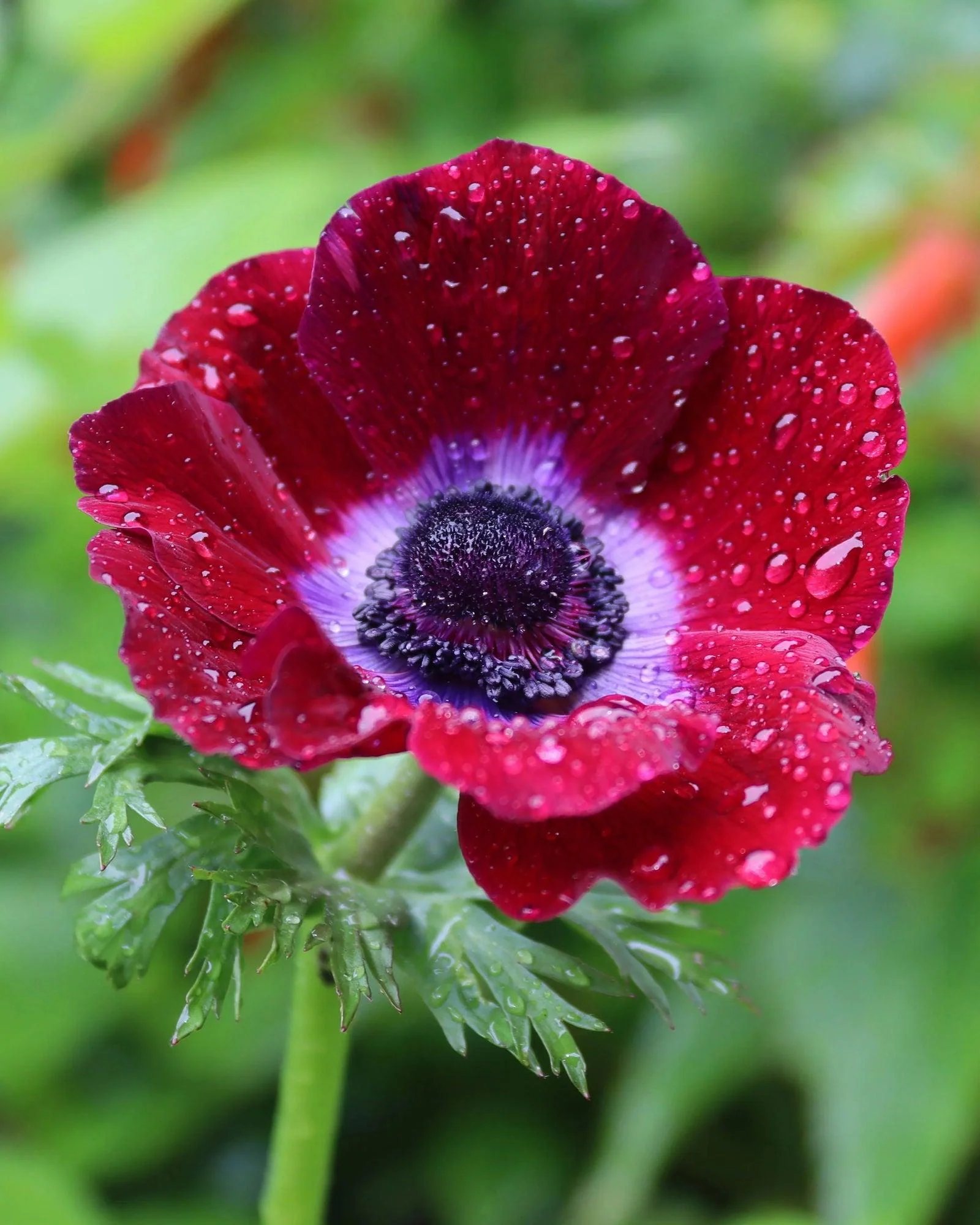 Anemone Carmel "Bordeaux" - Image 8