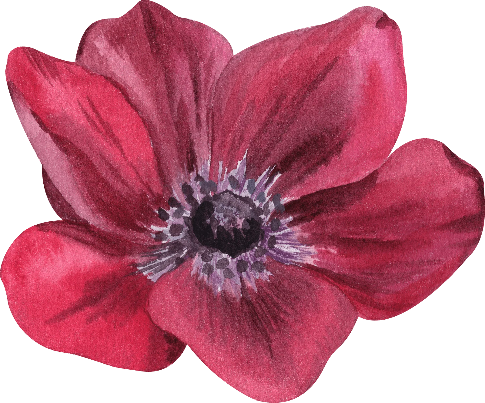Anemone Carmel "Bordeaux" - Image 9