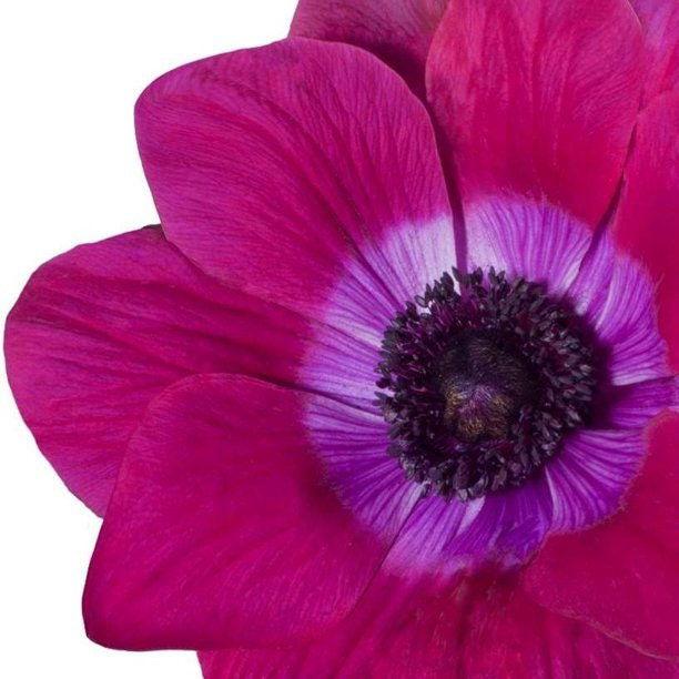 Anemone "Magenta" Mistral coronaria - Image 3