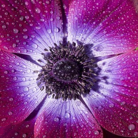 Anemone "Magenta" Mistral coronaria - Image 4