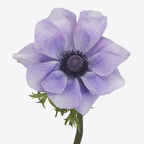 Anemone 'Azzurro' Mistral Plus coronaria - Image 3