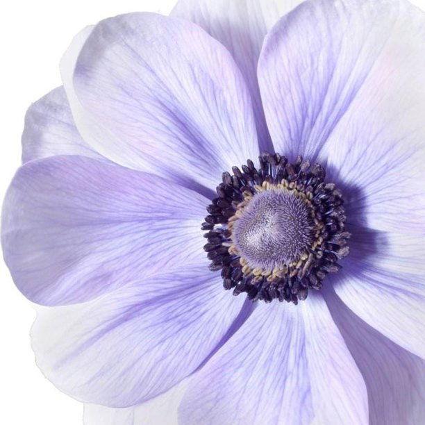 Anemone 'Azzurro' Mistral Plus coronaria - Image 5
