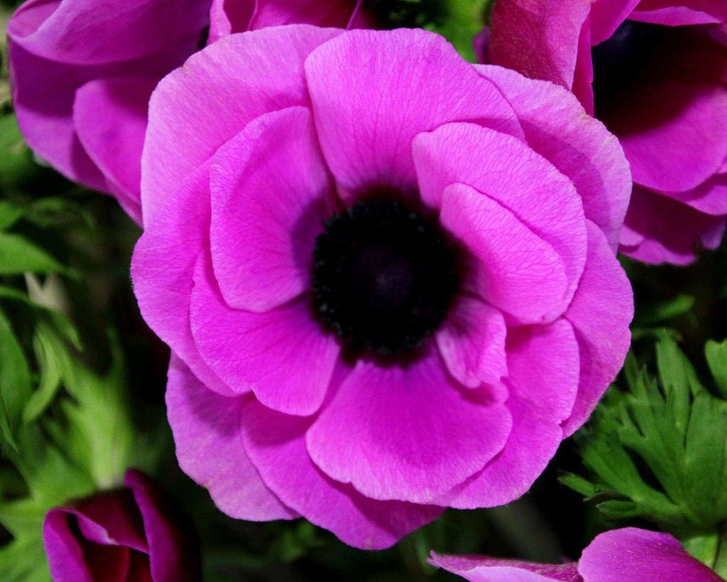 Anemone 'Fuscia' Mistral Plus coronaria - Image 4