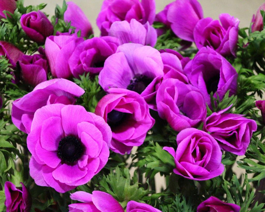 Anemone 'Fuscia' Mistral Plus coronaria - Image 5
