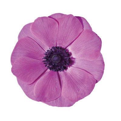 Anemone 'Fuscia' Mistral Plus coronaria - Image 6