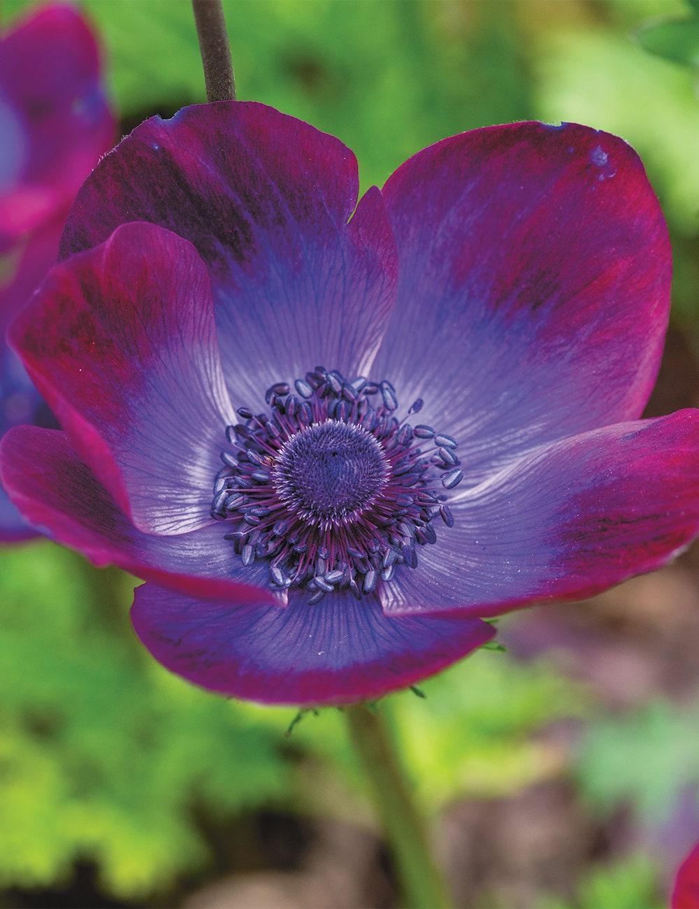 Anemone 'Grape' Mistral Plus coronaria - Image 3