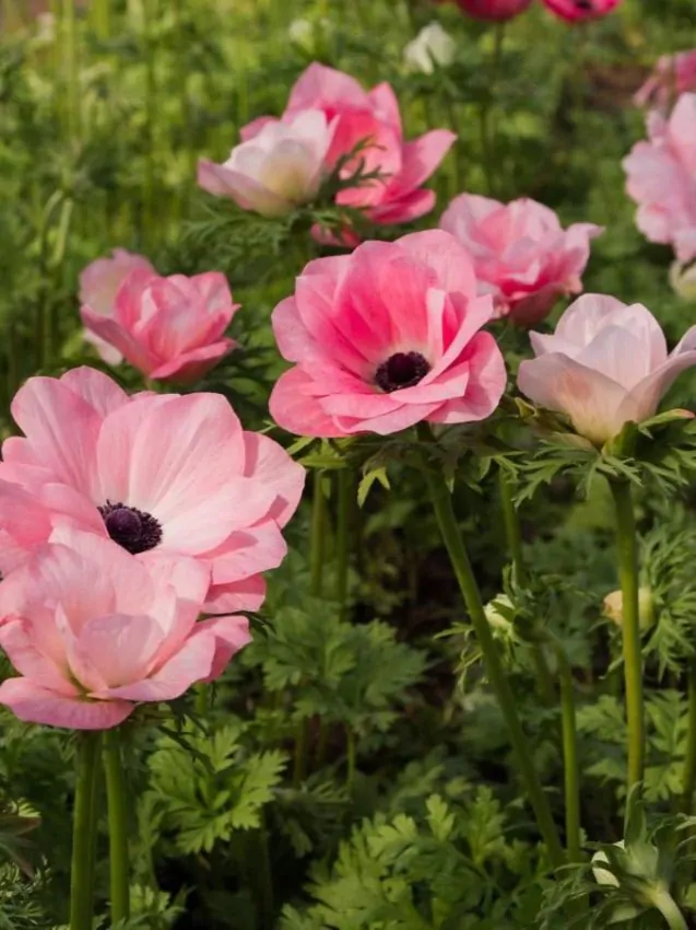 Anemone coronaria "Rosa Chiaro" - Image 3