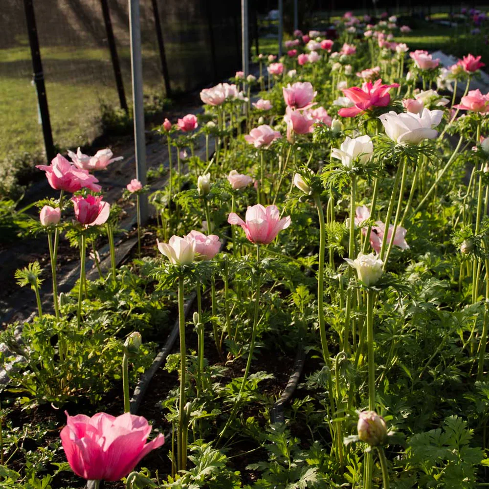 Anemone coronaria "Rosa Chiaro" - Image 4