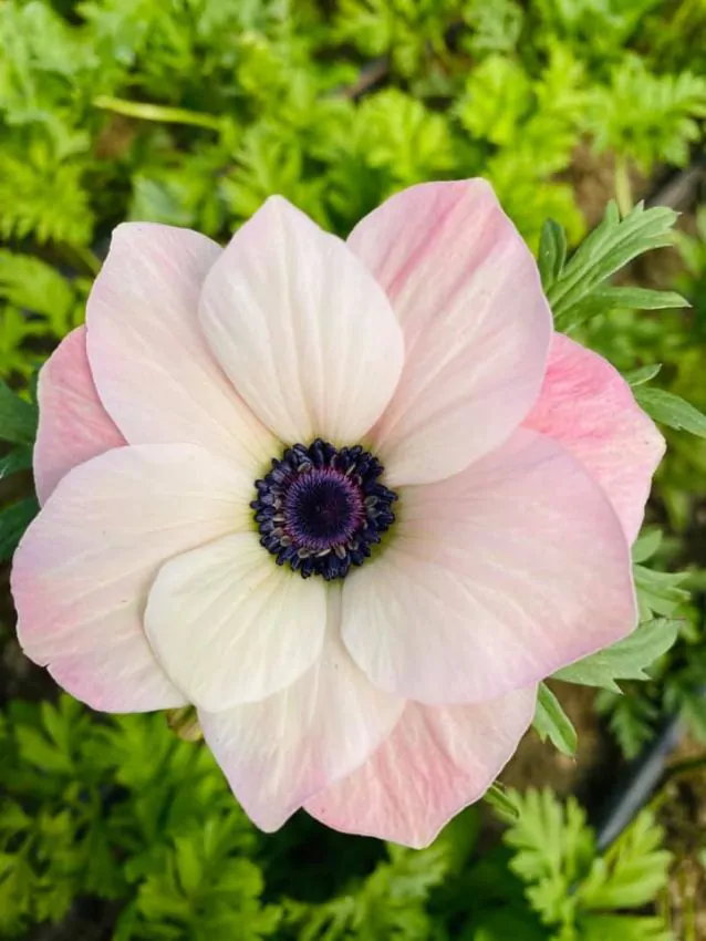 Anemone coronaria "Rosa Chiaro" - Image 5