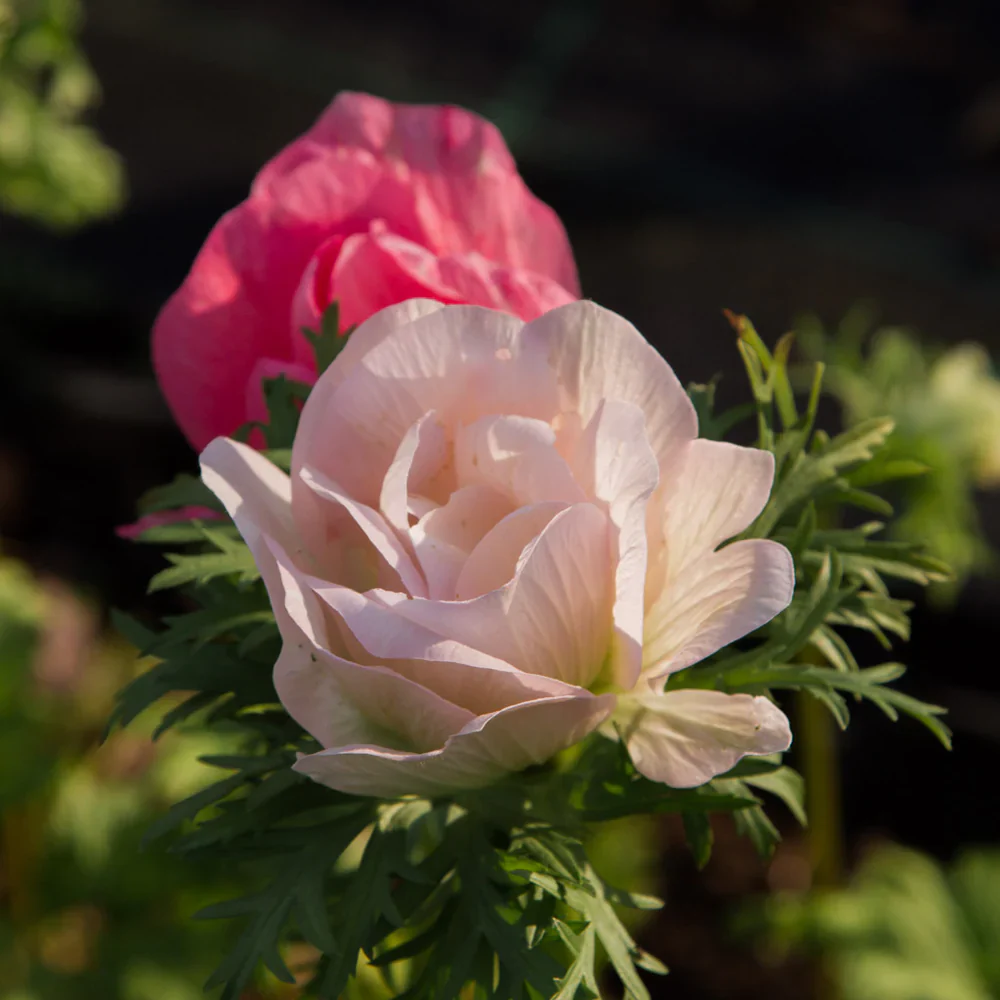 Anemone coronaria "Rosa Chiaro" - Image 6