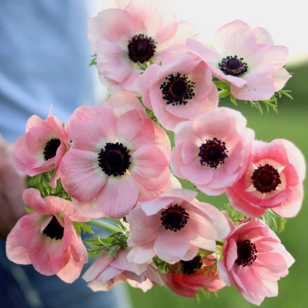 Anemone coronaria "Rosa Chiaro" - Image 7