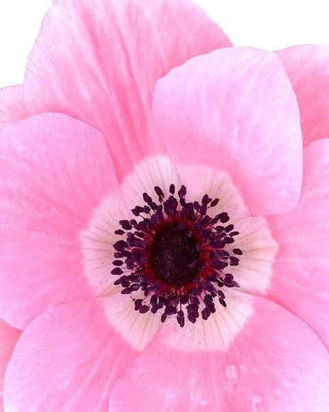 Anemone coronaria "Rosa Chiaro" - Image 8