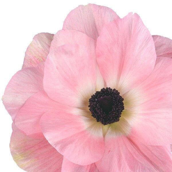 Anemone coronaria "Rosa Chiaro" - Image 9