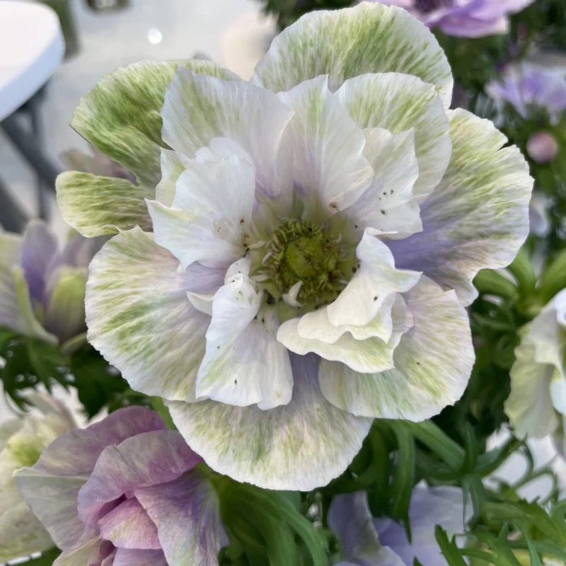 Anemone coronaria "Pale"