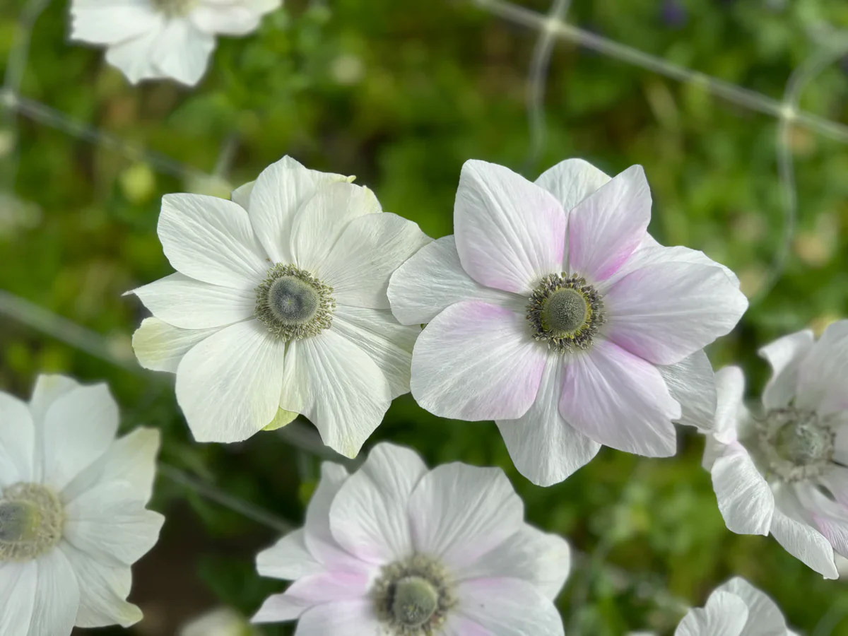 Anemone coronaria "Pale" - Image 2