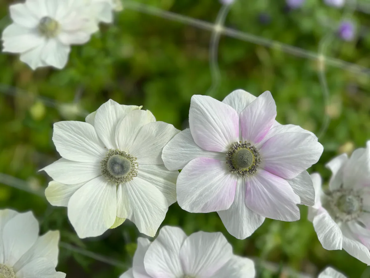 Anemone coronaria "Pale" - Image 3