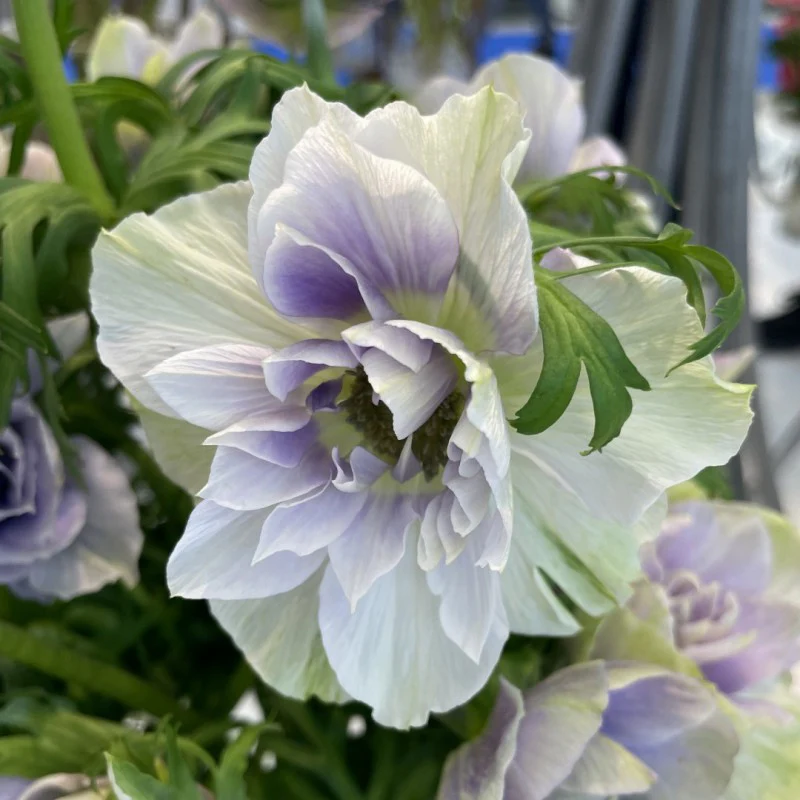 Anemone coronaria "Pale" - Image 4