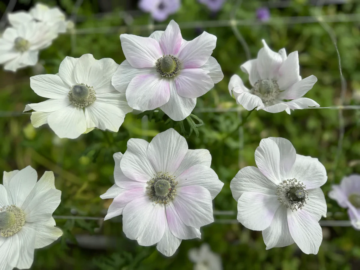 Anemone coronaria "Pale" - Image 5