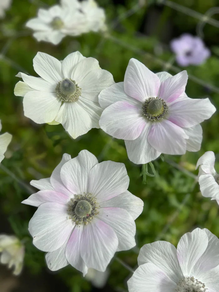 Anemone coronaria "Pale" - Image 6