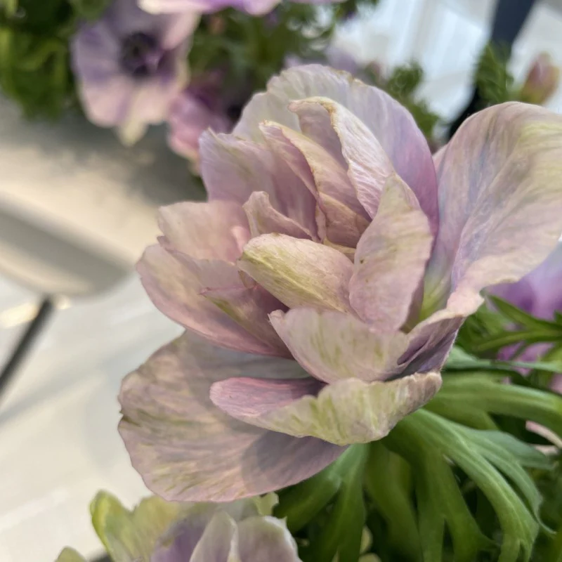 Anemone coronaria "Pale" - Image 7