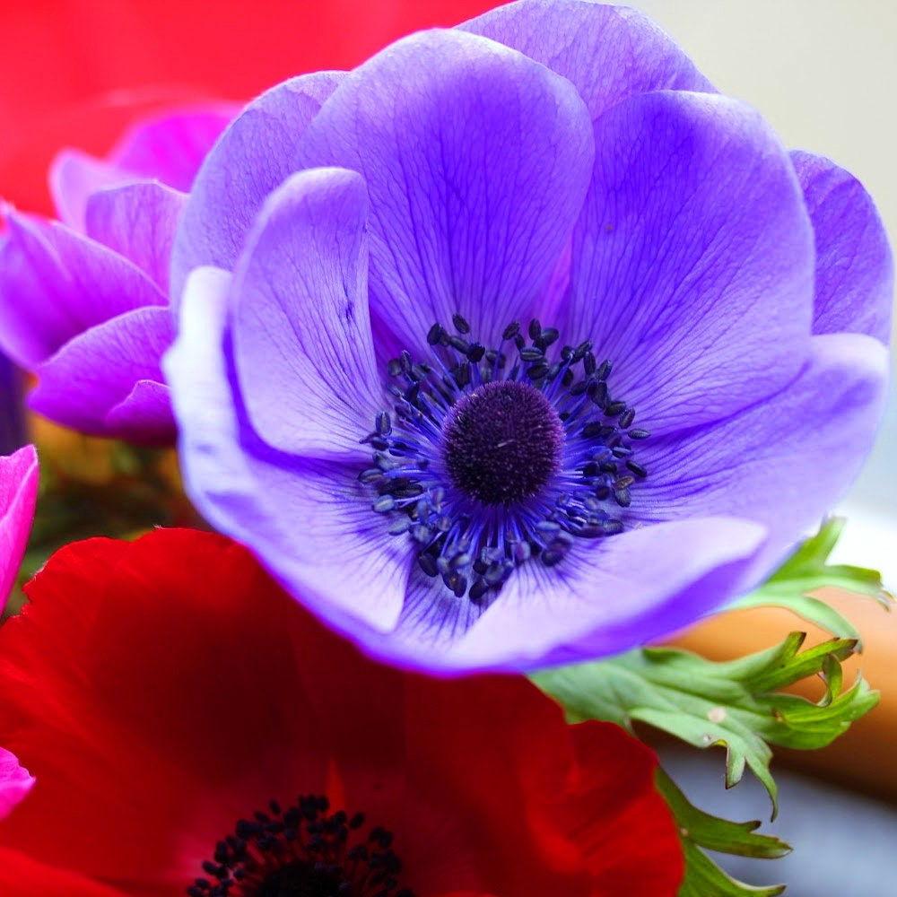 Anemone "De Caen" coronaria mix - Image 3