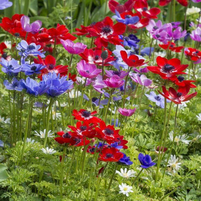 Anemone "De Caen" coronaria mix - Image 5