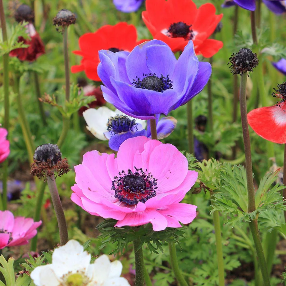 Anemone "De Caen" coronaria mix - Image 6
