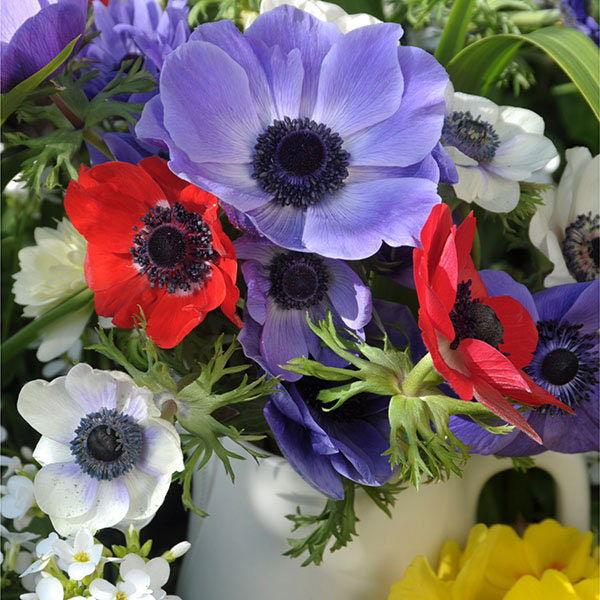 Anemone "De Caen" coronaria mix - Image 7