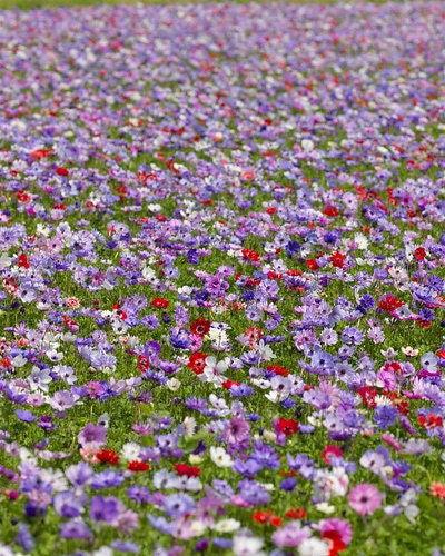 Anemone "De Caen" coronaria mix - Image 9