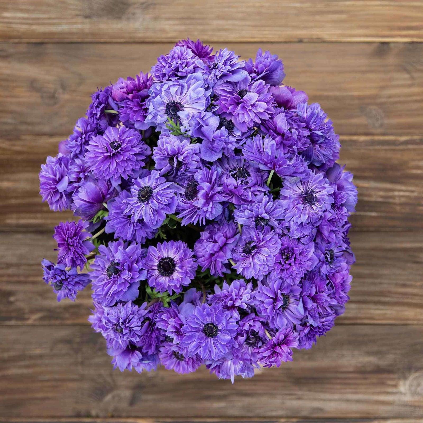 Anemone Fullstar Blue - Image 3
