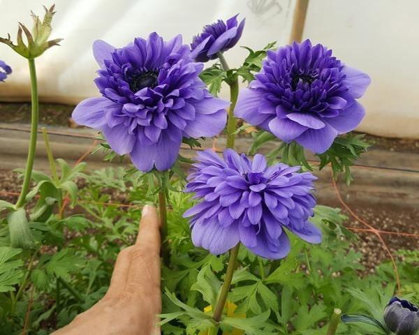 Anemone Fullstar Blue - Image 5