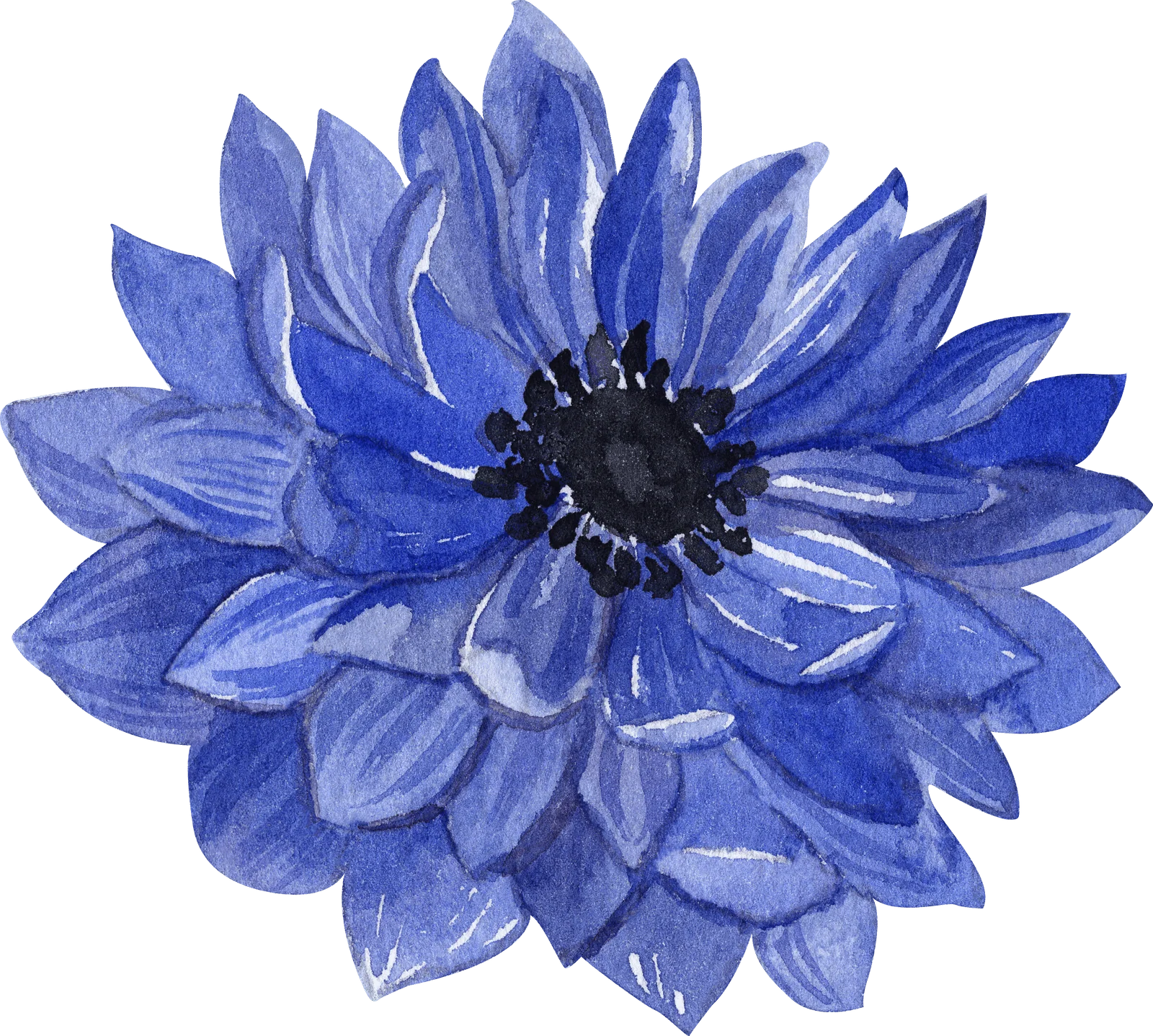 Anemone Fullstar Blue - Image 6