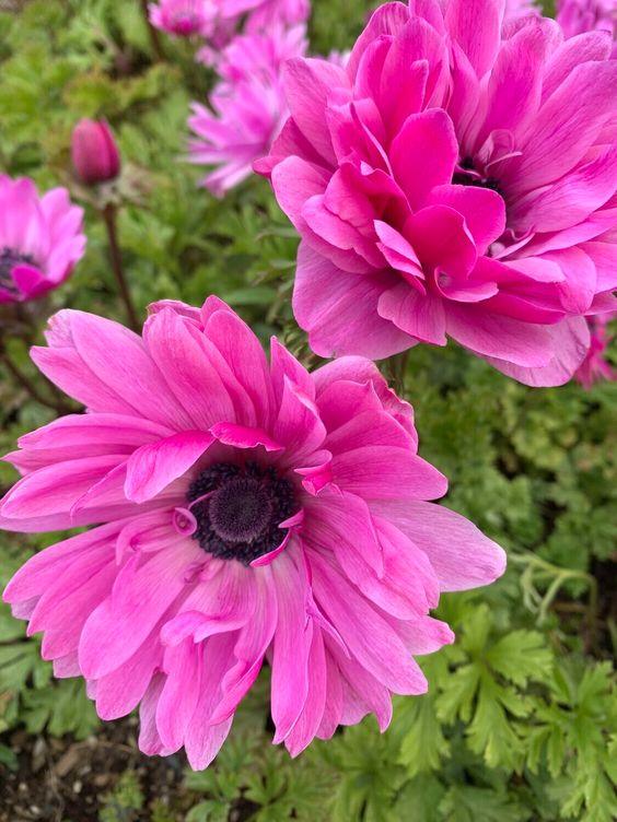 Anemone Fullstar Pink - Image 2