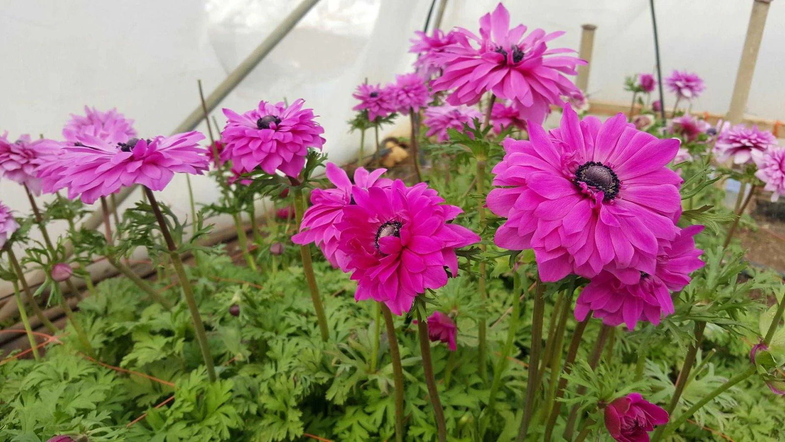 Anemone Fullstar Pink - Image 3
