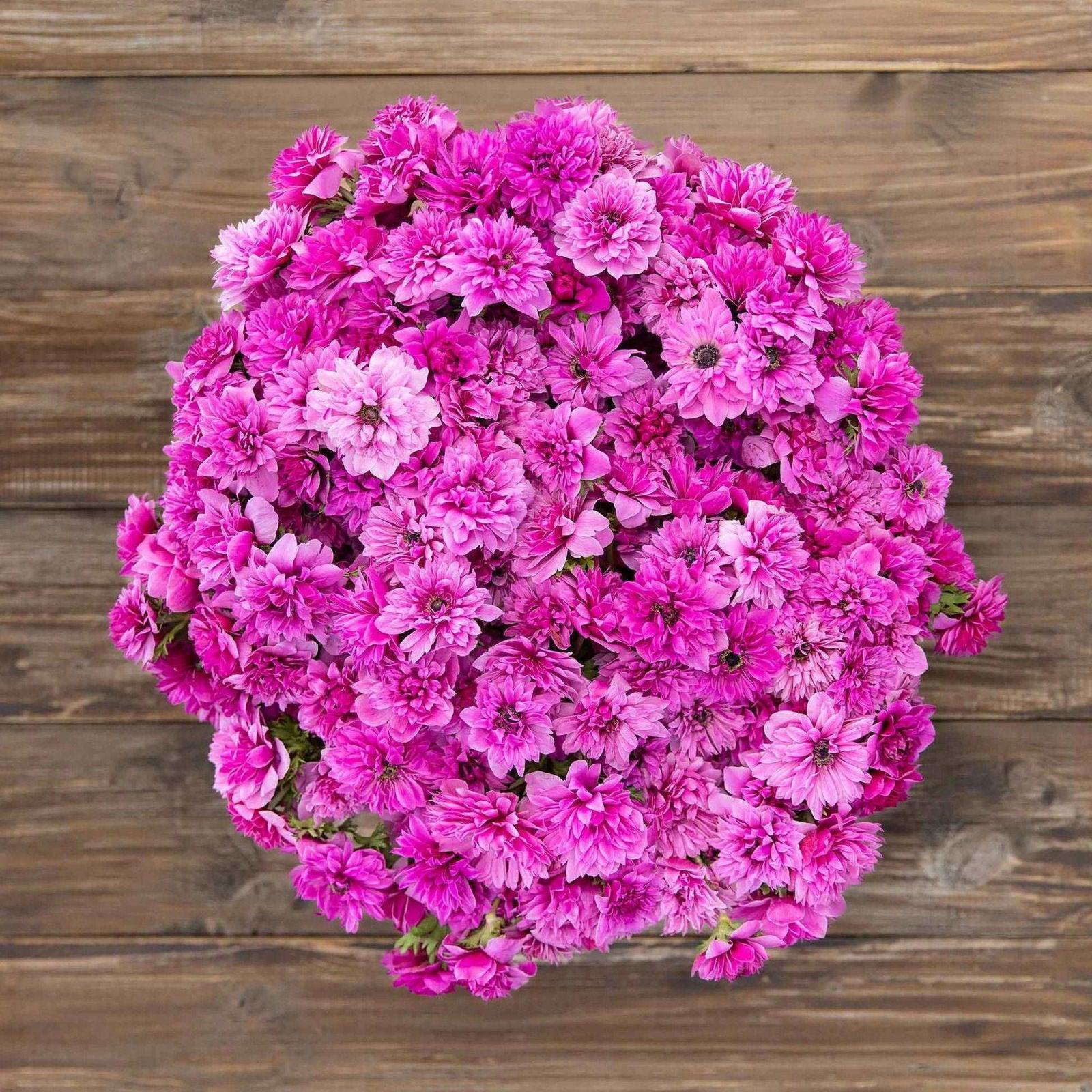 Anemone Fullstar Pink - Image 4