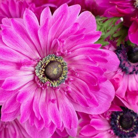Anemone Fullstar Pink - Image 5